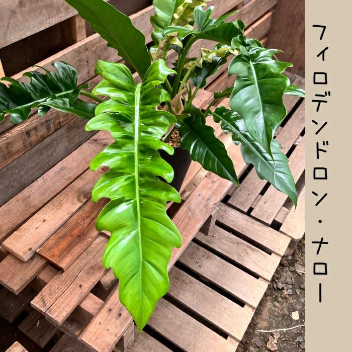 観葉植物現品販売