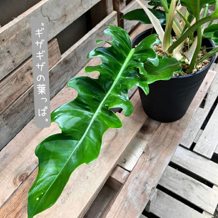 観葉植物現品販売