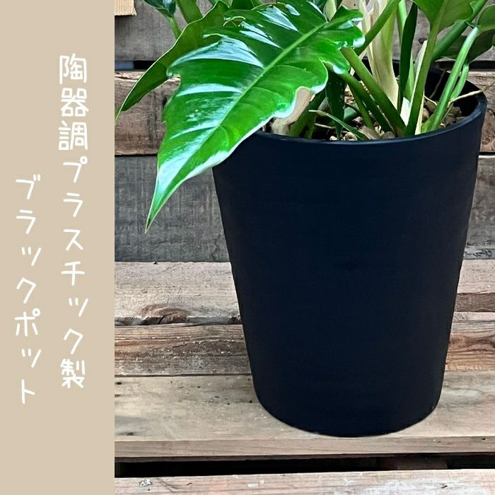 観葉植物現品販売