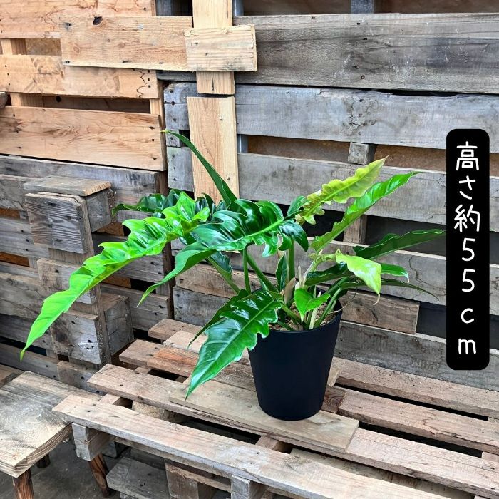 観葉植物現品販売