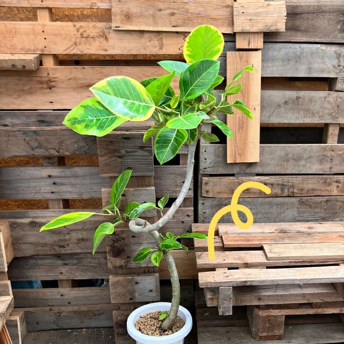 観葉植物現品販売