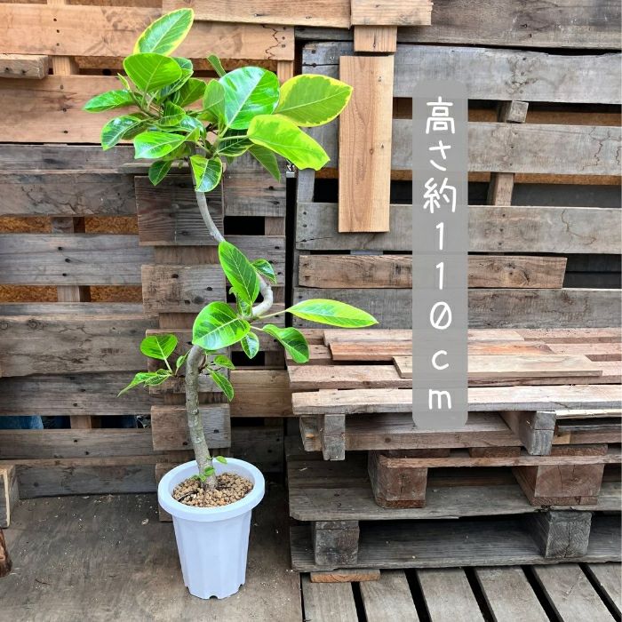 観葉植物現品販売