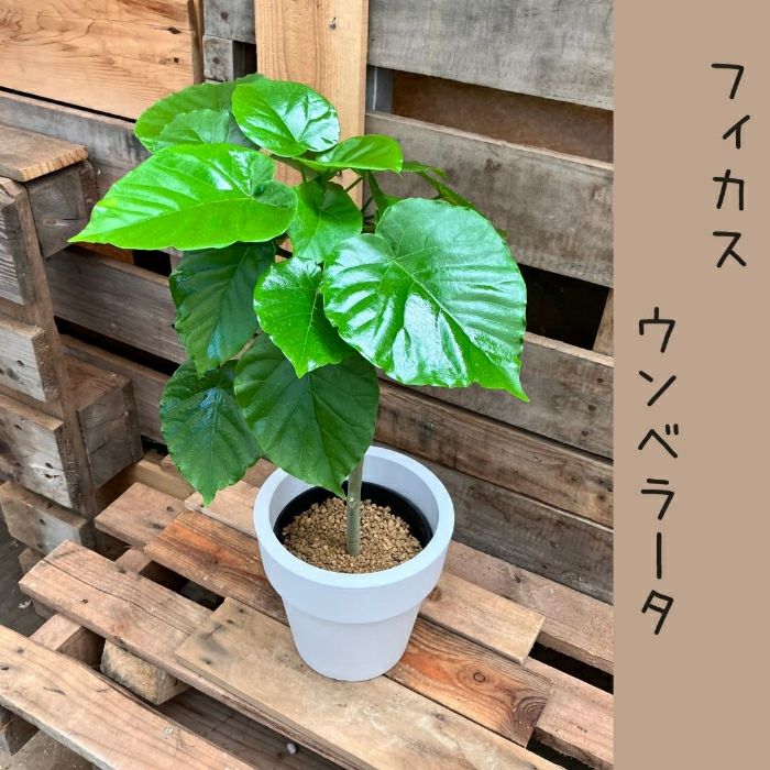観葉植物現品販売
