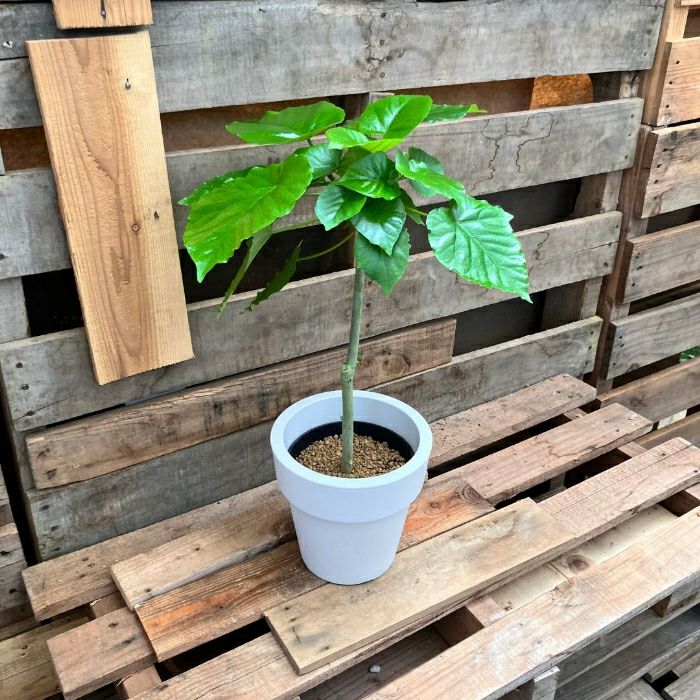 観葉植物現品販売