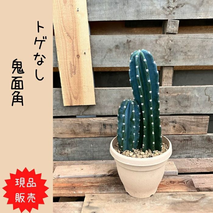 観葉植物現品販売