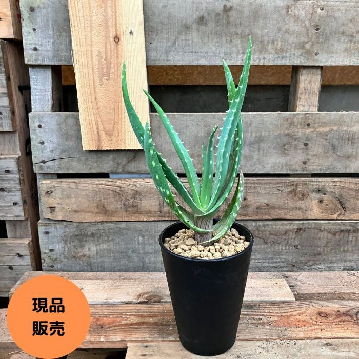観葉植物 【現品】 アロエ ガリエペンシス 000819