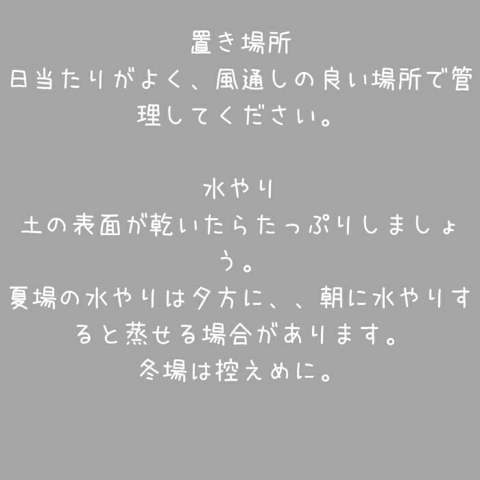 観葉植物現品販売