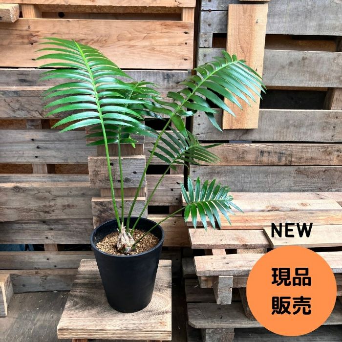 観葉植物 【現品 】 ディオーン スピヌロスム 希少 000808