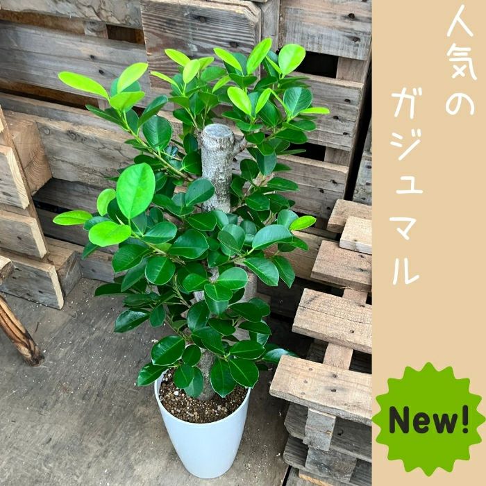 観葉植物現品販売