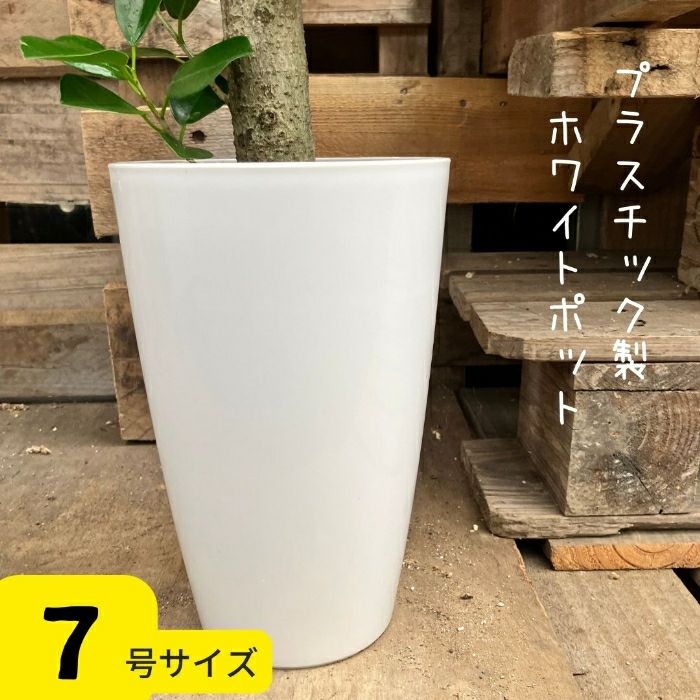 観葉植物現品販売