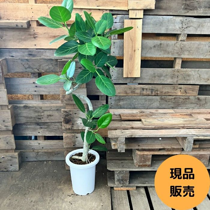 観葉植物現品販売