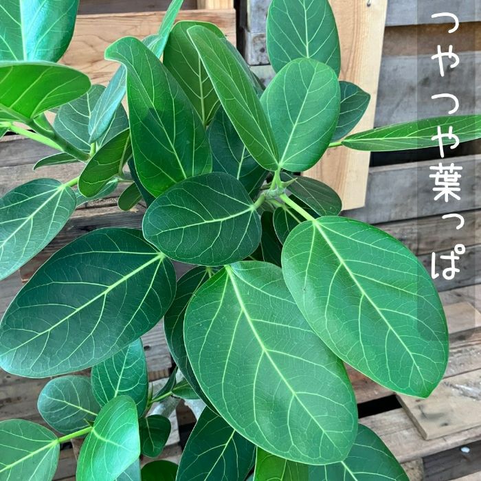 観葉植物現品販売