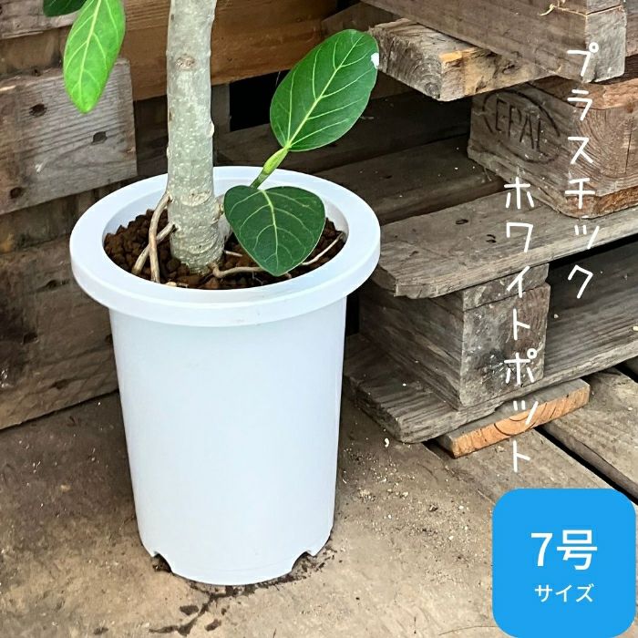 観葉植物現品販売