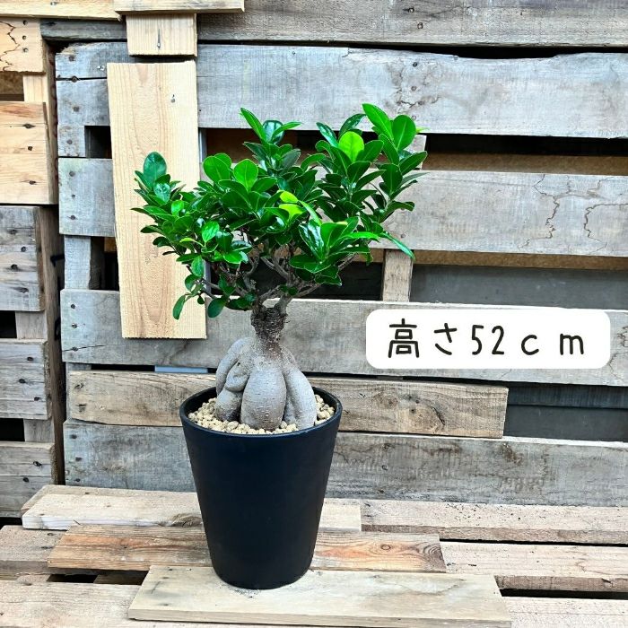 観葉植物現品販売