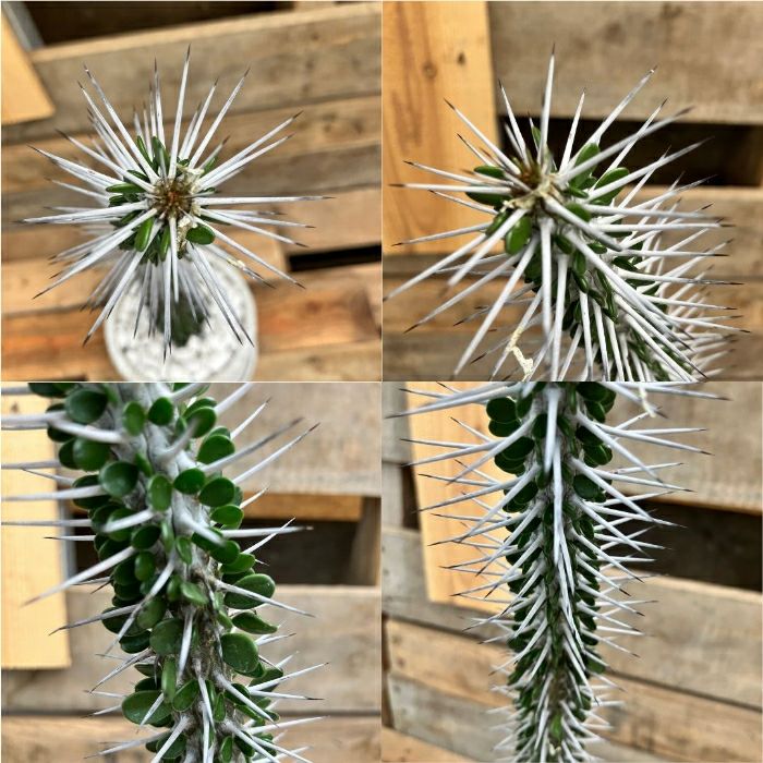 観葉植物現品販売