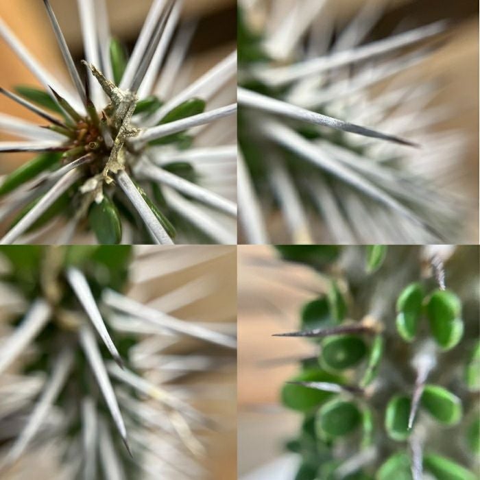 観葉植物現品販売