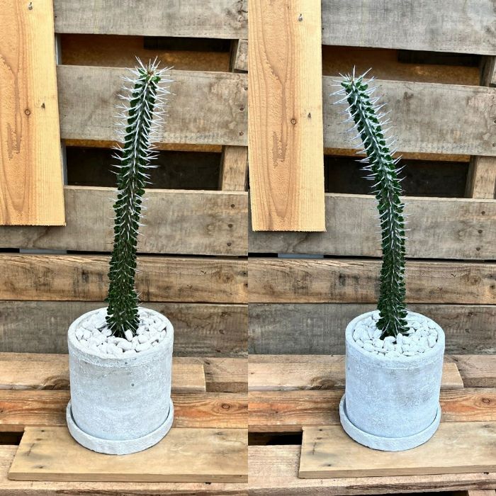 観葉植物現品販売