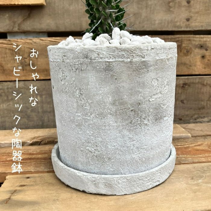 観葉植物現品販売