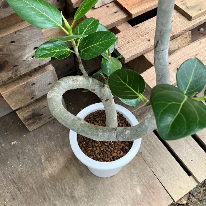 観葉植物現品販売