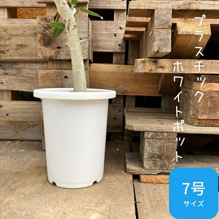 観葉植物現品販売