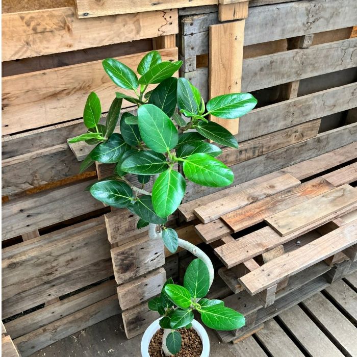 観葉植物現品販売