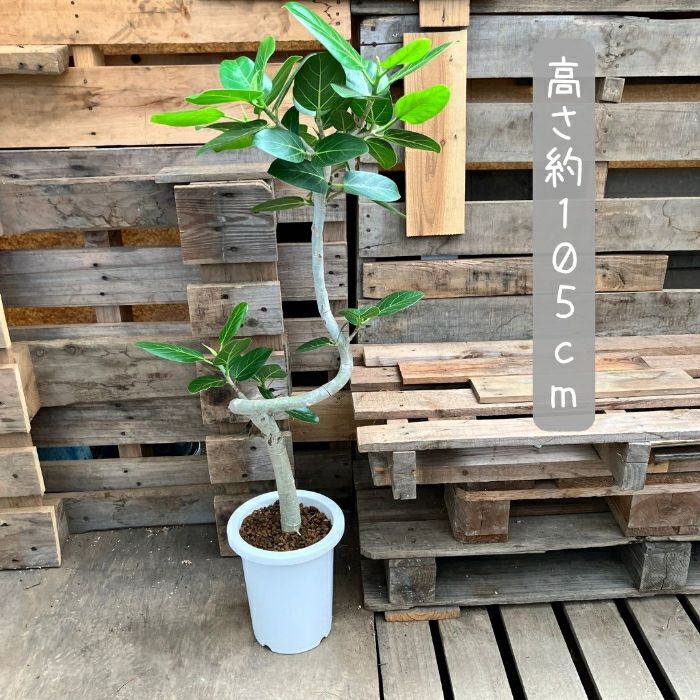 観葉植物現品販売