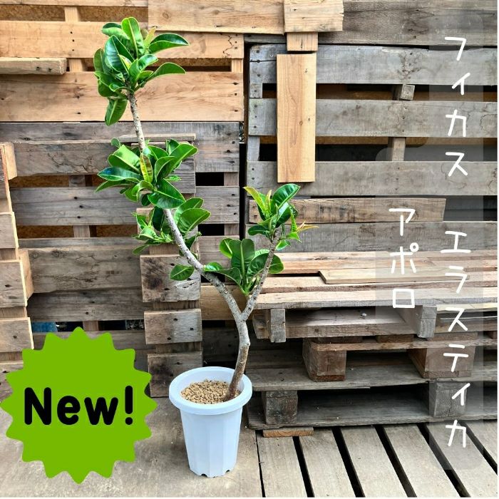 観葉植物 【現品】希少 フィカス エラスティカ アポロ