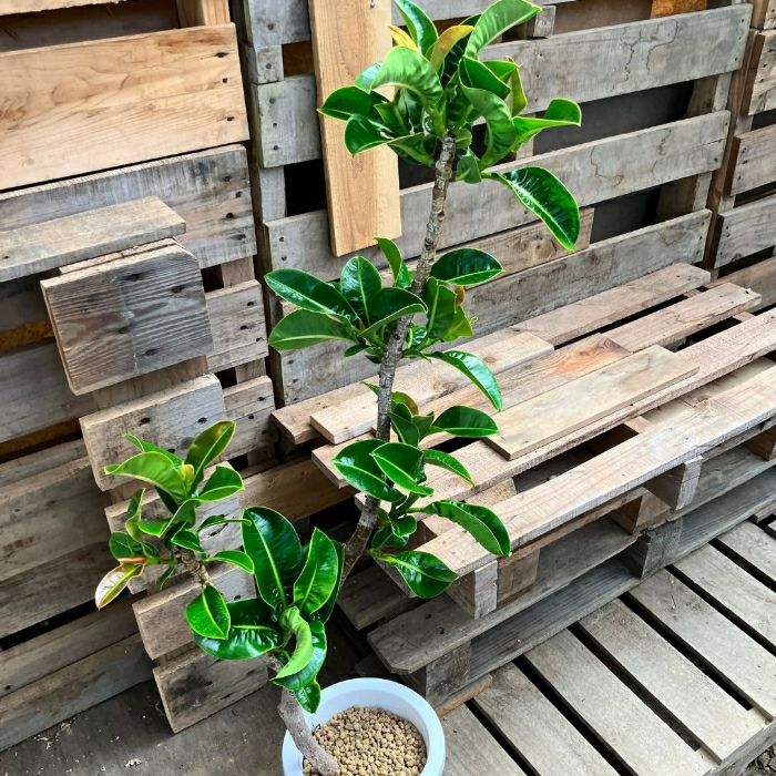 観葉植物現品販売