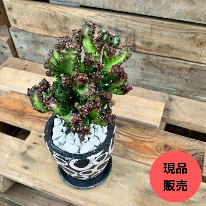 観葉植物 【現品】ユーフォルビア・ラクティア 石化・接木 000831