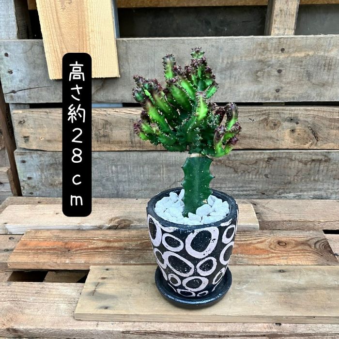 観葉植物現品販売
