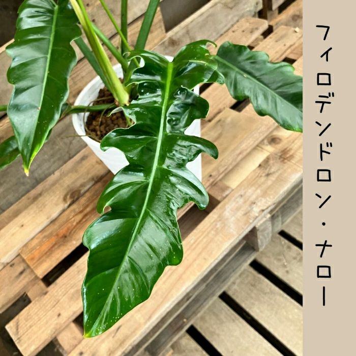 観葉植物現品販売