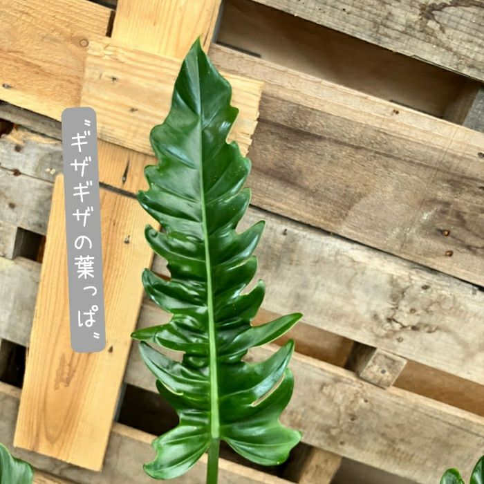 観葉植物現品販売