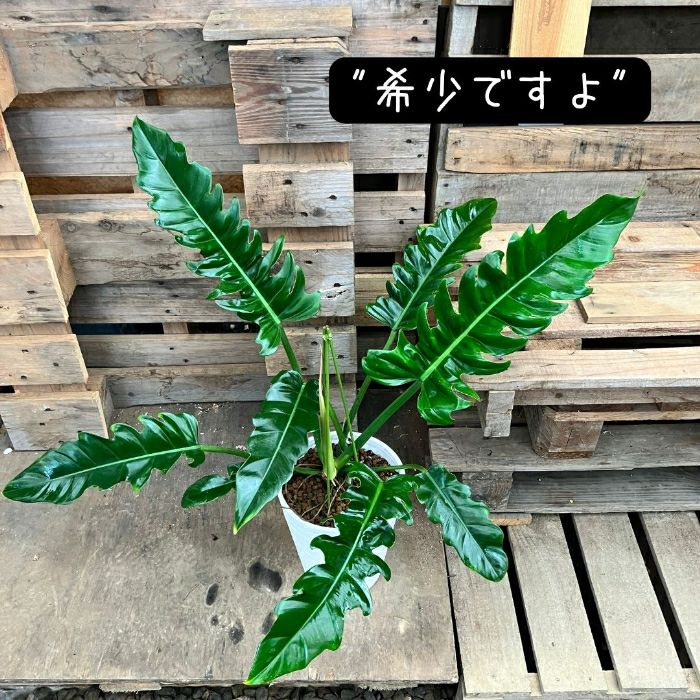 観葉植物現品販売