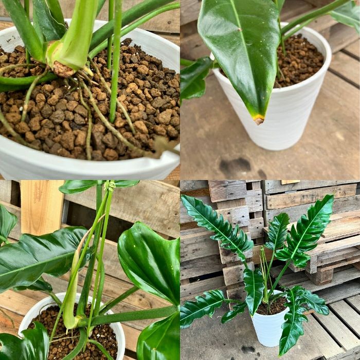 観葉植物現品販売