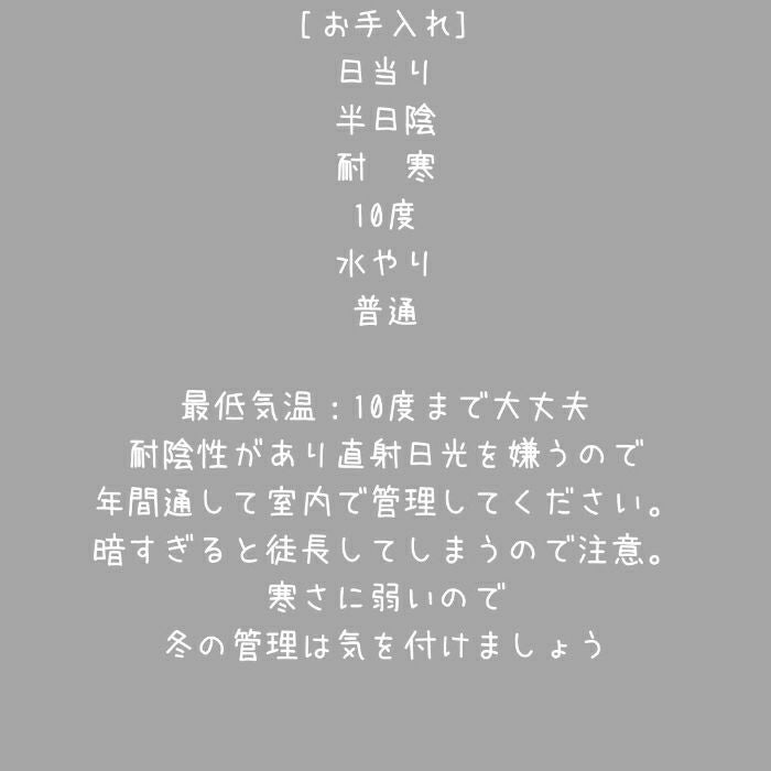 観葉植物現品販売