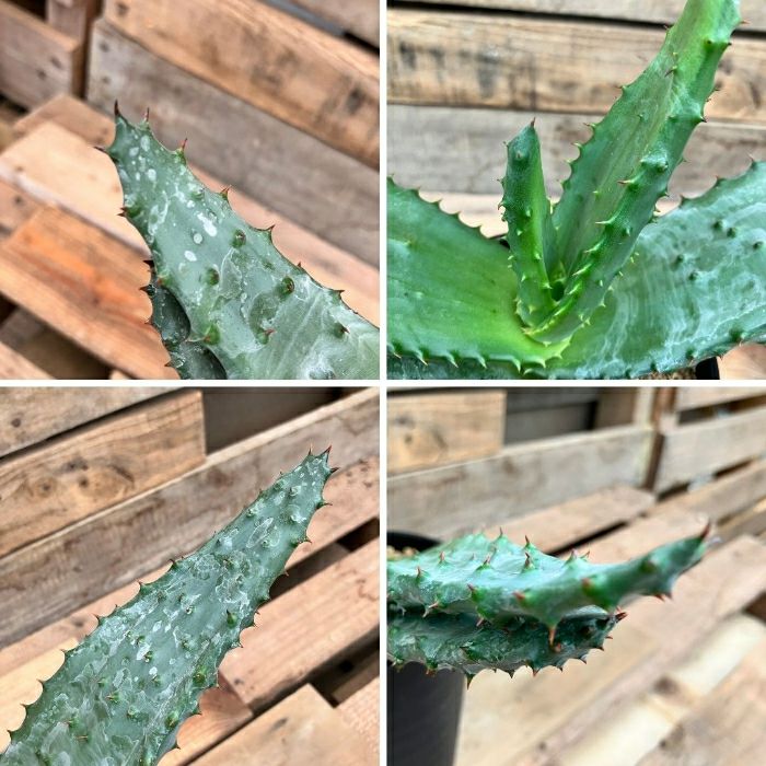 観葉植物現品販売