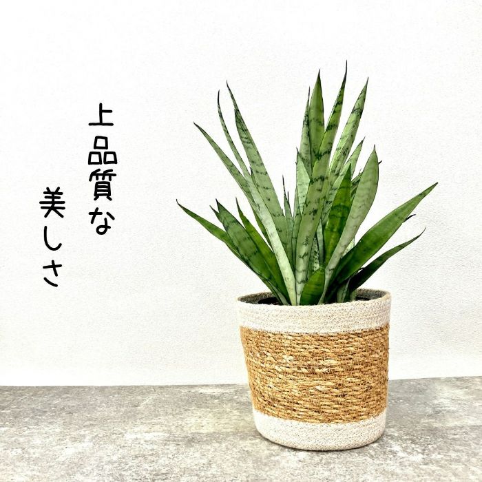 観葉植物現品販売