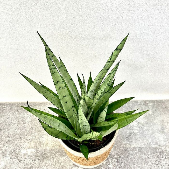 観葉植物現品販売