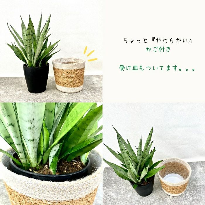 観葉植物現品販売