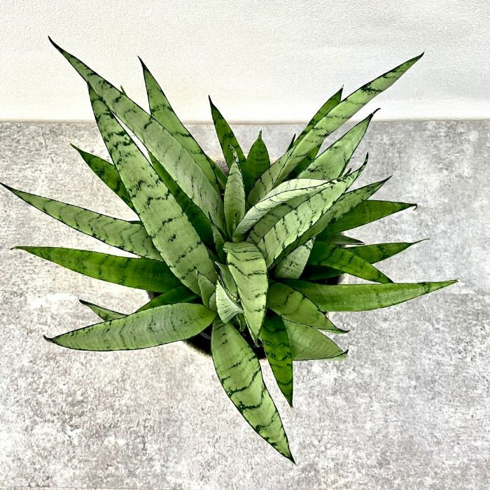 観葉植物現品販売