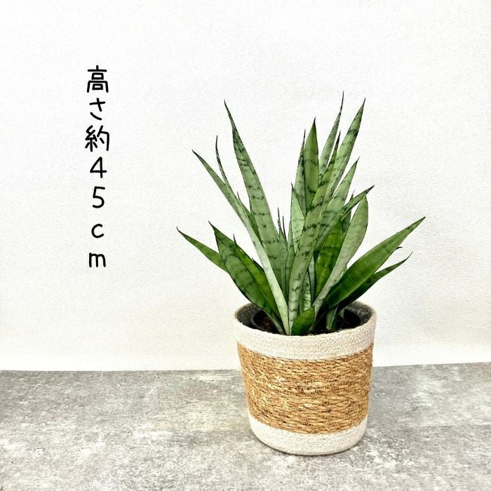 観葉植物現品販売