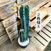 観葉植物現品販売