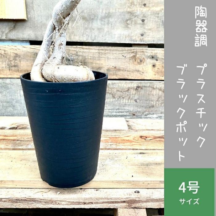 観葉植物現品販売