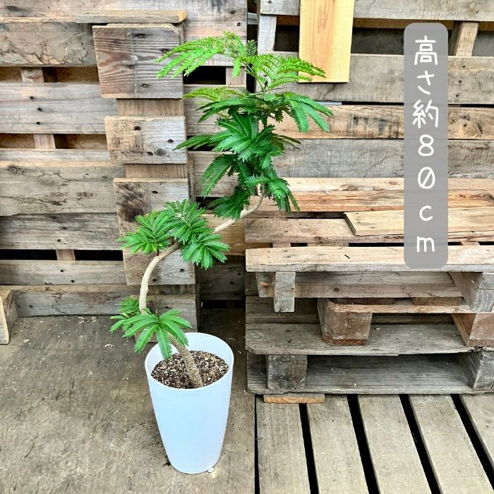 観葉植物現品販売
