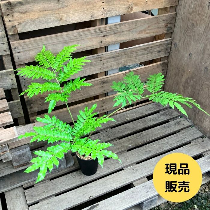 観葉植物現品販売