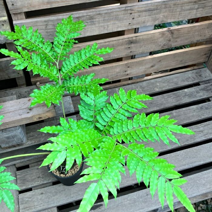 観葉植物現品販売