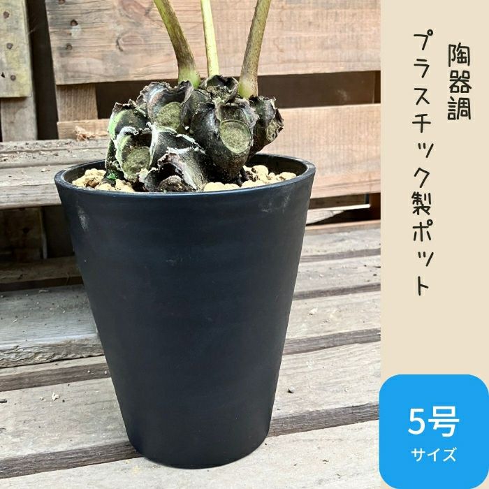 観葉植物現品販売