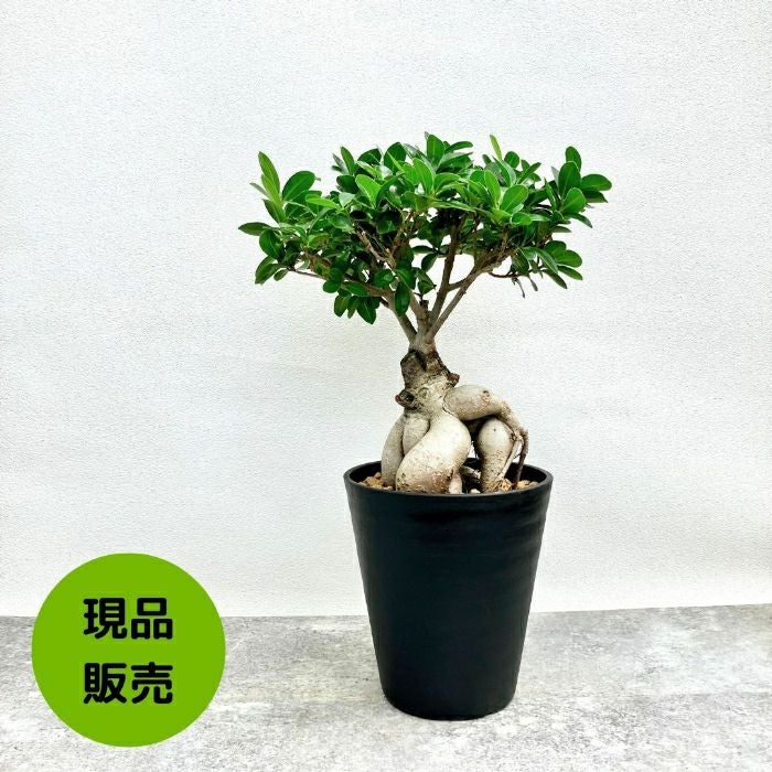 NEW【現品】 観葉植物 ガジュマル 6号サイズ 000846 人気商品