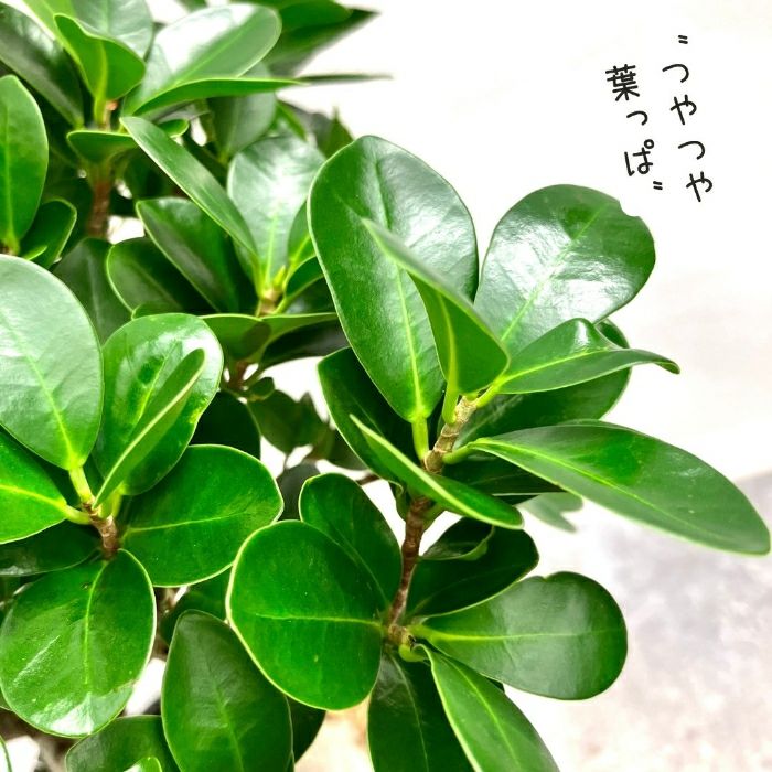 観葉植物現品販売