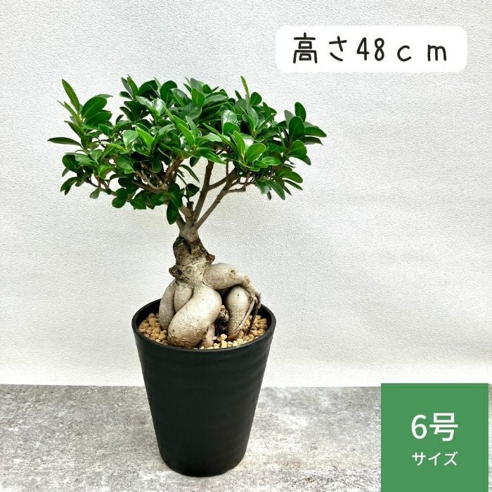 観葉植物現品販売